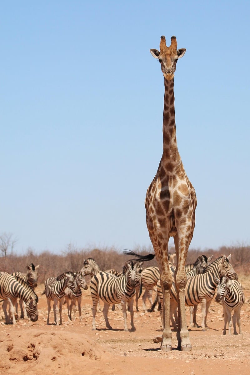Wildlife Safari